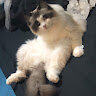yuumi ragdoll